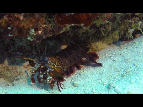 DIVING IN NORTH SULAWESI - INDONESIA 4K