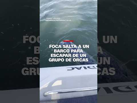 Una foca salta a un barco para escapar de un grupo de orcas