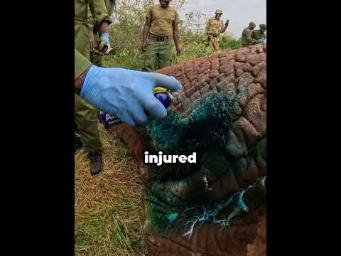 These rescue workers give the elephant a new life.
