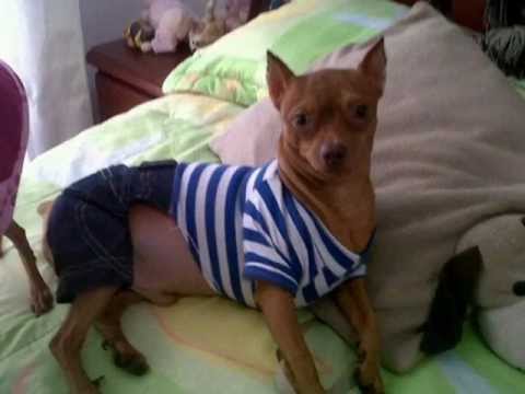 Homenaje a mi  perrito  Odie