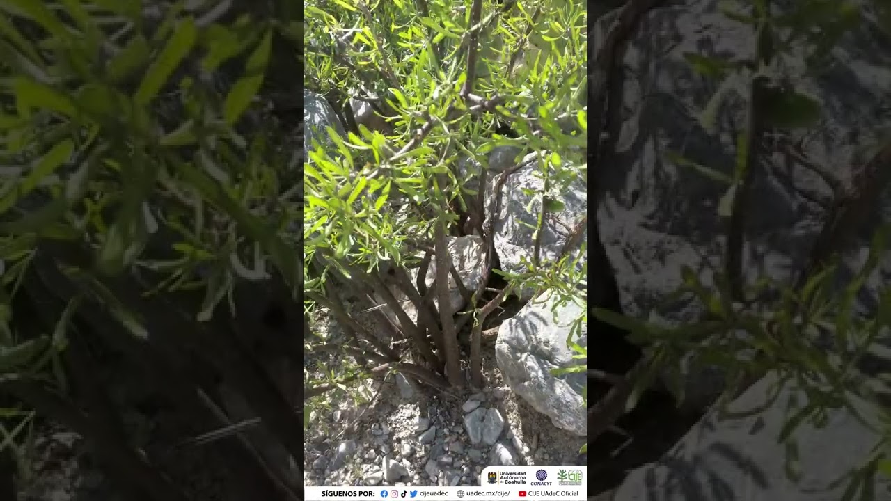🤨 UNA PLANTA MUY EXTRAÑA 🤔 ... SANGRE DE DRAGO 🐲(Jatropha dioica)
