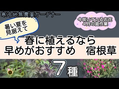 ハリネズミは野菜を食べますか？庭に誘引するにはどうすればよいですか？  庭園