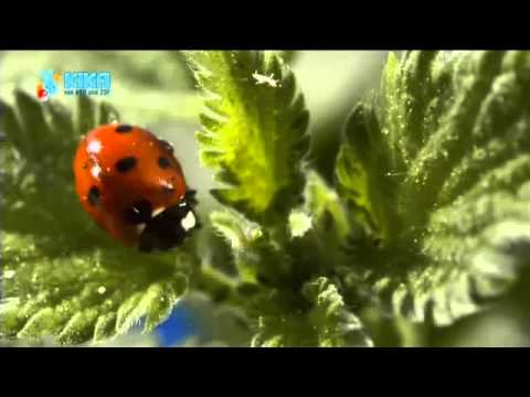 Löwenzähnchen 05 Keks zählt sieben Punkte