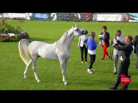 N.63 LB GIOVANY - Chantilly 2017 European Breeders'Championship - 2 Years Old Colts (Class 6)