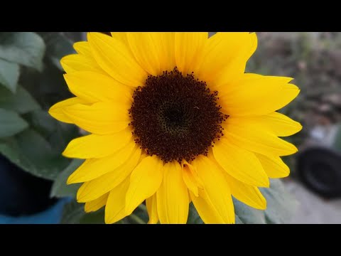Polymer Clay Cane: Sunflowers (VLOG)
