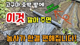 고구마.호박 넝쿨밭에 이것 깔아주면 농사가 한결 편해집니다 환경도 지키고 봄에 밭을 한두번만 갈아주면됩니다.