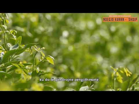 Imami reciton Kuran duke qarë - Surja Al-Imran (106:109) - Anas Golhoum