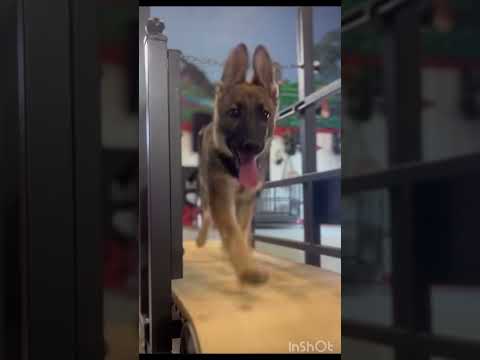 Liky(GS Puppy)#shorts