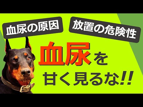 犬の血尿:家庭でできる治療法と原因
