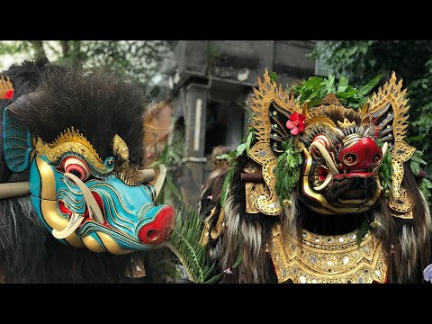 Barong Bangkung | "Mepetuk Agung"