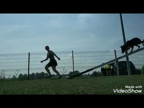 24.05.19 whole dogwalk without mat, with clicker, controlled steps, serial