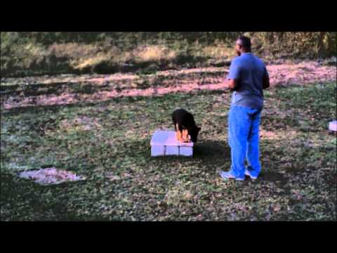 Cyrus Vom Thomasburg at 3... months