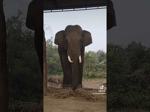 bichara nepal jane ree 😥#elephant #khagendra #subscribemyyoutube #trending #animals #love #💝