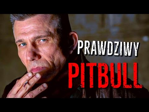 Prawdziwy pies z Pitbulla