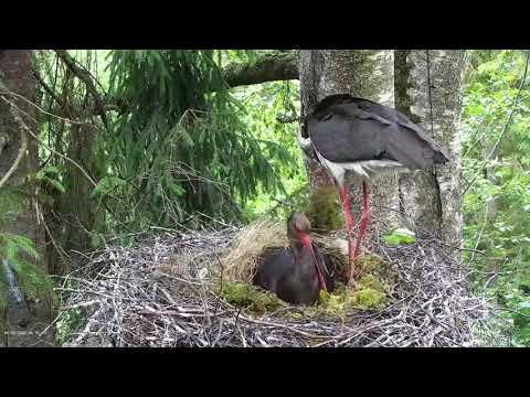 Black Stork Nest 2, Jan and Janika, 2021
