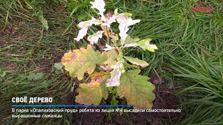 Своё дерево