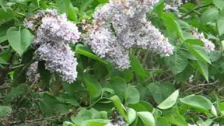 Be Thou My Vision - Selah