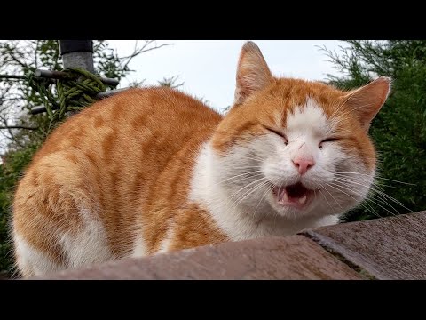 Hungry Stray Cat Meowing For Food