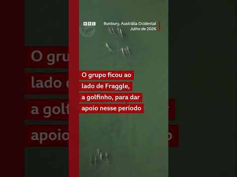 Golfinho é vista carregando o filhote morto por vários dias durante um período de luto