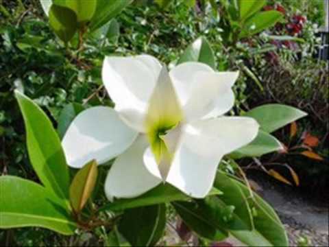 Cvete milo cvete bialo