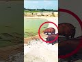 Vs Lunch Vs Life Shorts Crocodile Pig Fightforlife Viralshorts Shortsfeed