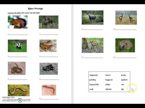 Hörövning Djur i Sverige
