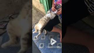 animales gato en masaje