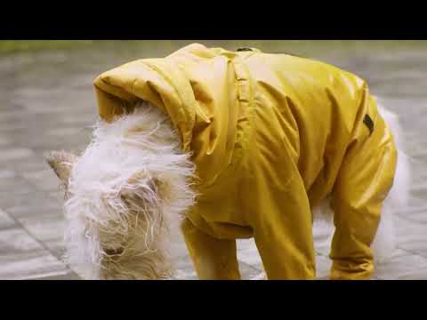 cute pets and dog lover- part 6 -sanika IT