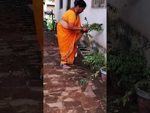 #socialmedia #tree #flowers #savitri #puja #shorts #india