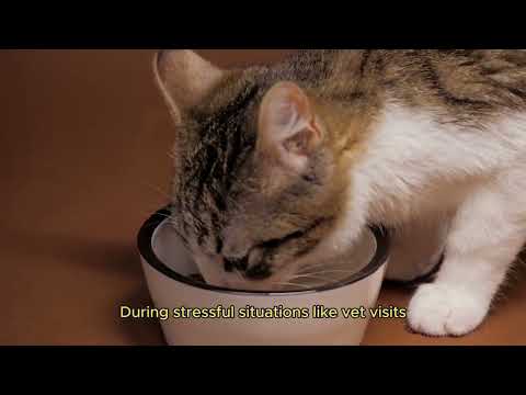 Feline Fine Tuning  A Comprehensive Guide to Carin #catvideos #catvlog  #takecareofcat