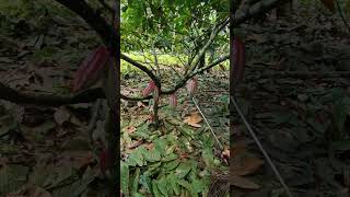 farm visit
