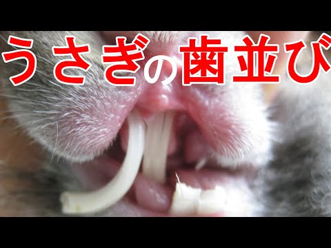 , title : '【うさぎ】獣医師が教える不正咬合'