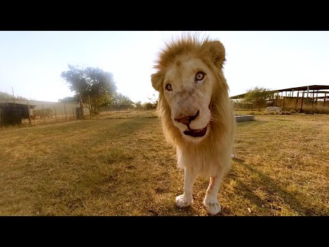 Surrounded by White Lions (FULL LENGTH VIDEO) - 8K 360° VR