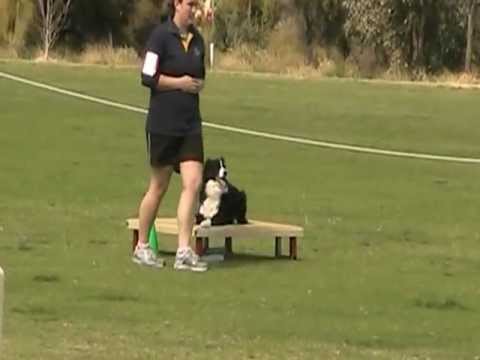 Dogs West Fundraiser 2012 - Nike Novice Agility