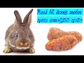 දවල් තිස්සෙ පඳුරු අස්සෙ