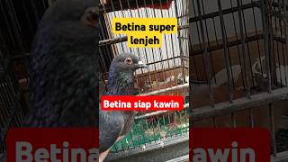 Download lagu Betina super lenjeh #shorts #pigeon #merpati mp3 Download lagu Betina super lenjeh #shorts #pigeon #merpati mp3