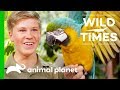 Meet The Majestic Blue And Gold Macaw Wild Times