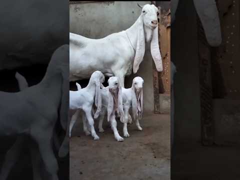 Gulabi Goat with 3 Kids 💙💙💙 #lalukhetbakramandi #gulabi #goat