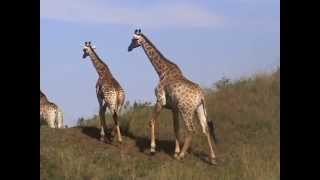 preview picture of video 'Southern Africa Mammals: Giraffe at Hluhluwe South Africa'