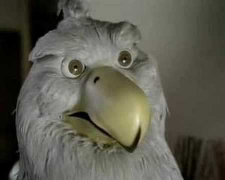 Okocim Mocne - Kogut