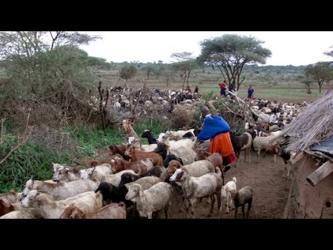 Die Tierärzte vom Kilimanjaro - Verliebt in Tansania [Doku HD]