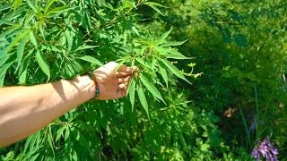 WILD GROWING CANNABIS - North Korea Day 8