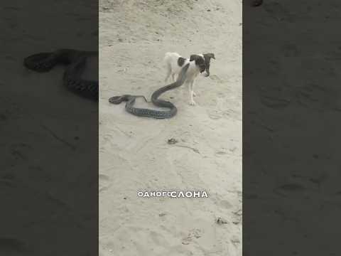 Королевская кобра — самая ядовитая хищная змея в мире