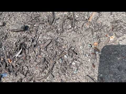 Ants in Somerville, NJ Get Exterminated