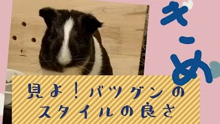 【モルモット】休日の親びんさん。抜群のスタイル#6【guineapig】