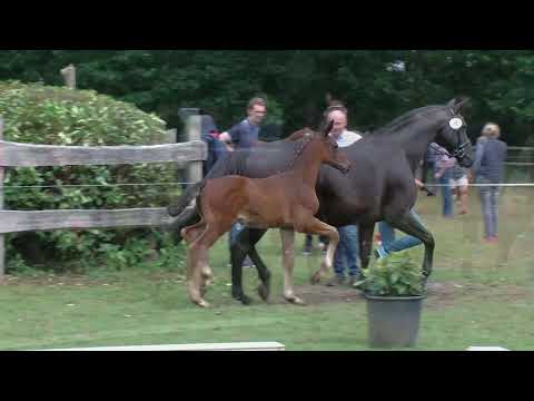 Hf v Bel Amour x Hotline x Rubinstein I 2019