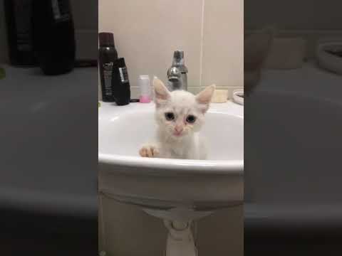 Turkish Angora Kitten For Adoption - 1 Month, White from Shah Alam, Selangor