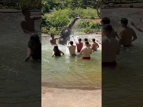 USS Lincoln sailors bathe with elephants in Thailand