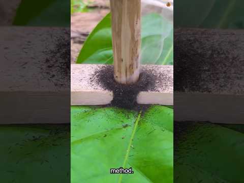 How to Start a Fire with Friction | Winter Survival Skills