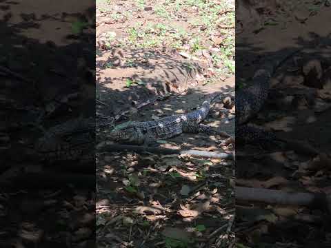 Teiú Tranquilo no Pesqueiro 🦎 | Visitante de Casa no Rio Miranda - MS / #teiú #shorts